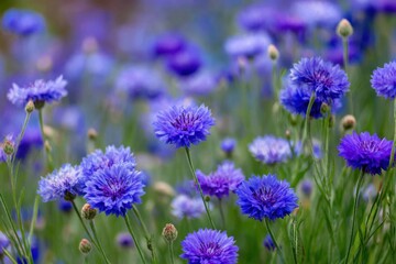 Fototapeta premium Wonderful blooming of Blue cornflowers on green background.