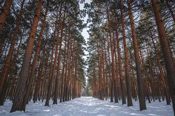 Fototapeta premium Scenic snowy vista featuring a ring of grand trees with bark textures merging into the white surroundings, exuding peacefulness and balance