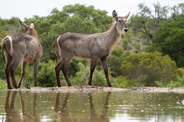 Two waterbuck female walking in front of a waterhole with beautiful reflection of their legs, Greater Kruger. 