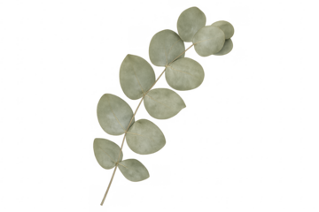 Eucalyptus branch with round leaves on transparent background