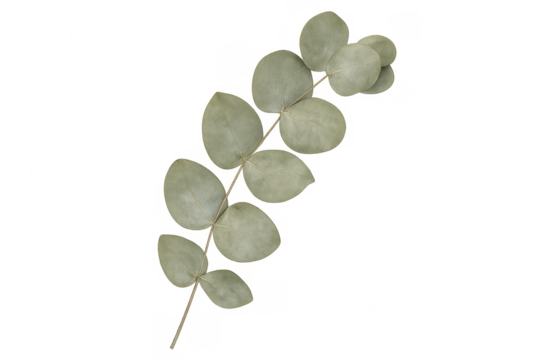 Eucalyptus branch with round leaves on transparent background