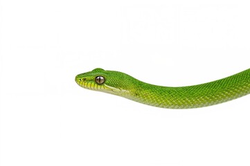 Fototapeta premium Flatbread snake (Oxybelis fulgidus) from tropical regions shown on white background