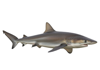 Fototapeta premium A side view of a gray reef shark, presented against a stark black background, showcasing its sleek form and sharp features.