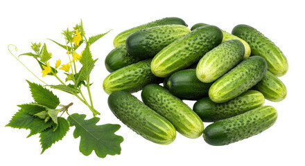 Isolated Cucumbers with Blossom
