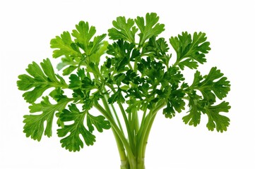 Fresh parsley leaves on a white background