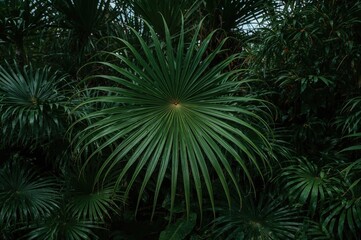Texture of a lush green palm frond in a natural setting