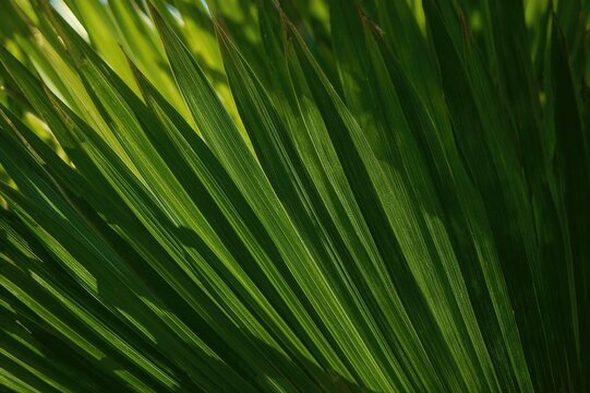 Fototapeta Close-up of a verdant palm leaf showcasing natural textures, ideal for botanical themes and designs.