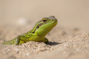 Fototapeta premium Male sand lizard with green coloring