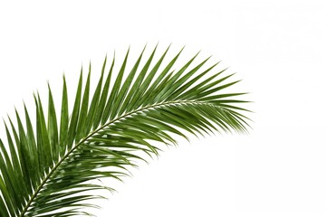 Obraz premium Isolated tropical palm leaves on a white background