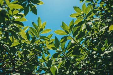 Obraz premium Daylight sky backdrop featuring green foliage, abstract texture and natural pattern, vintage summer art design