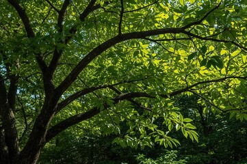 Fototapeta premium Tree adorned with lush green foliage against a natural background