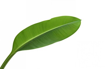Obraz premium Banana with green leaves isolated on white
