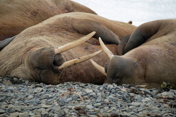Morse, Odobenus rosmarus, Spitzberg, Svalbard, Norvège
