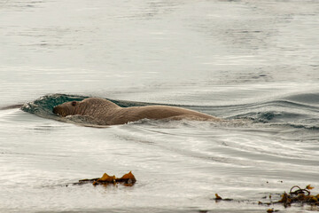 Morse, Odobenus rosmarus, Spitzberg, Svalbard, Norvège