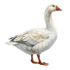 Obraz premium Watercolor Goose Illustration Side Profile, Isolated on Transparent Background, Bird, Poultry, Animal
