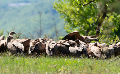 Vautour fauve,Gyps fulvus, Griffon Vulture, Parc naturel régional des grands causses 48, Lozere, France