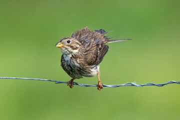 Bruant proyer,Emberiza calandra, Corn Bunting