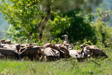 Vautour fauve,Gyps fulvus, Griffon Vulture, Parc naturel régional des grands causses 48, Lozere, France