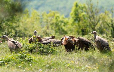 Vautour fauve,Gyps fulvus, Griffon Vulture, Parc naturel régional des grands causses 48, Lozere, France