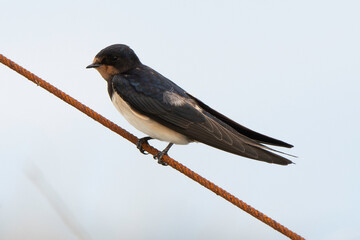 Hirondelle de fenêtre,Delichon urbicum, Western House Martin