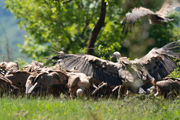 Vautour fauve,Gyps fulvus, Griffon Vulture, Parc naturel régional des grands causses 48, Lozere, France