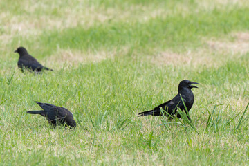 Corneille noire, Corvus corone, Carrion Crow