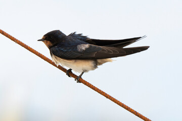 Hirondelle de fenêtre,Delichon urbicum, Western House Martin