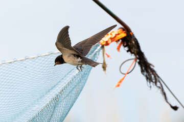 Hirondelle de fenêtre, Delichon urbicum, Western House Martin © JAG IMAGES