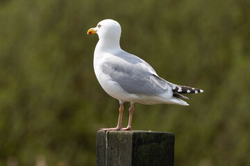 Goéland argenté,Larus argentatus, European Herring Gull