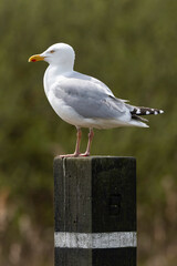 Goéland argenté,Larus argentatus, European Herring Gull