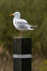 Goéland argenté,Larus argentatus, European Herring Gull