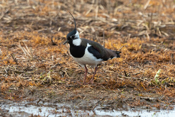 Vanneau huppé,Vanellus vanellus, Northern Lapwing