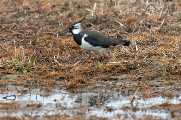 Vanneau huppé,Vanellus vanellus, Northern Lapwing