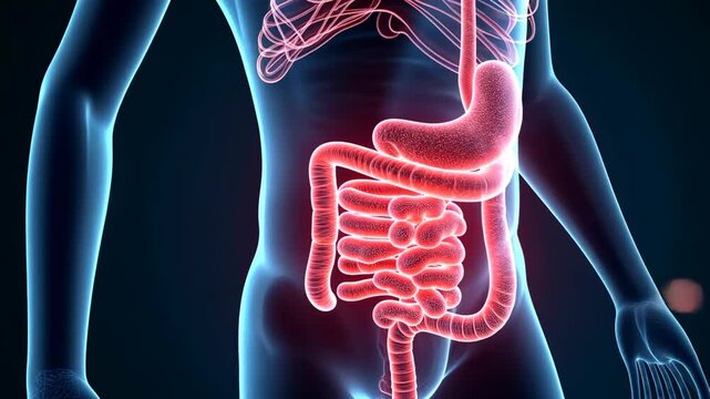 Human anatomy, digestive organs, intestinal flora. Gut health. Blood vessels support nutrient absorption. Stomach lining secretes digestive enzymes. 3D medical illustration shows digestive efficiency.