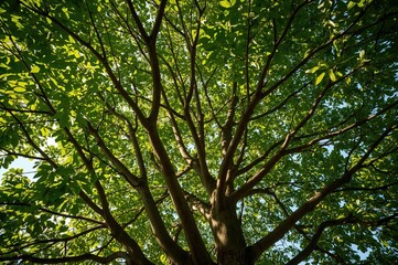 Obraz premium Looking up at a lush tree canopy bathed in sunlight