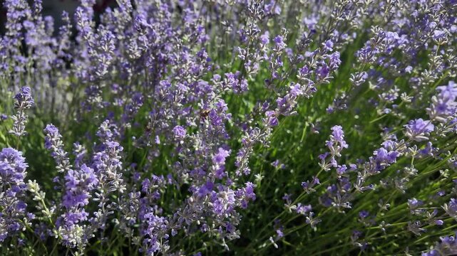 Lavender bushes plantation with bees in nature