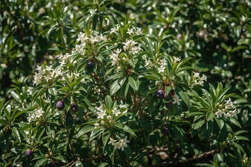 Obraz premium Beautiful morinda blossoms and fruits growing on a branch