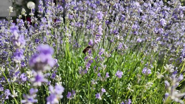 Lavender bushes plantation with bees in nature