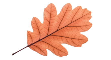Isolated orange oak leaf with veins