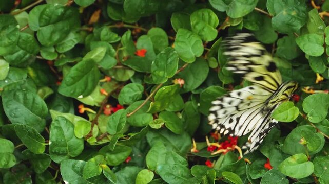 Close up macro of a tree nymph butterfly feeding on flower nectar on a sunny spring day