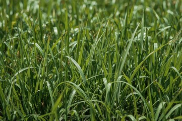 Obraz premium Plants that regrow following regular trimming