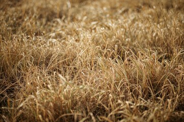 Fototapeta premium Dry golden hay texture in a natural meadow setting, abstract summer pattern