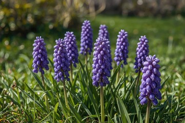 Bright spring day with blooming grape hyacinth in a garden