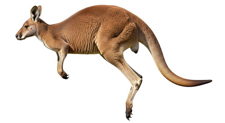Isolated Kangaroo