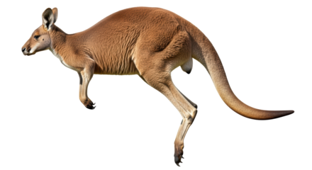 Isolated Kangaroo