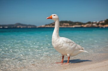 Obraz premium Waterfowl roaming in a European landscape