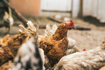 Chickens foraging in a rural backyard environment during daylight hours