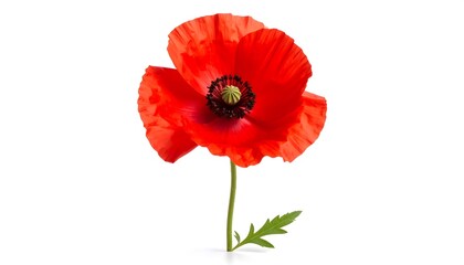 Red poppy flower close-up