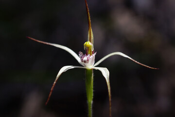 Flower of Caladenia bicalliata, the Limestone Spider Orchid, south-west Western Australia