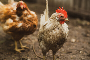 Chickens foraging in a rural backyard environment during daylight hours